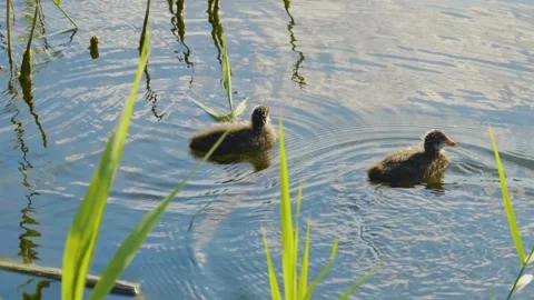 Two adorable common coot (Fulica atra) chicks with vibrant orange and red faces Stock Footage 326379122