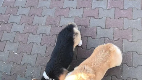 Two adorable corgis are joyfully exploring a winding pathway in a bright, sunny Stock Footage 346307441