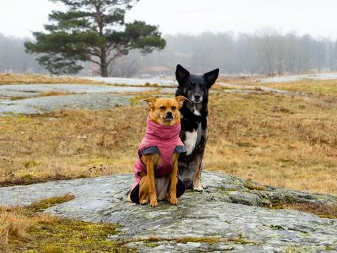 Two adorable dogs looking at camera in nature Stock Photos