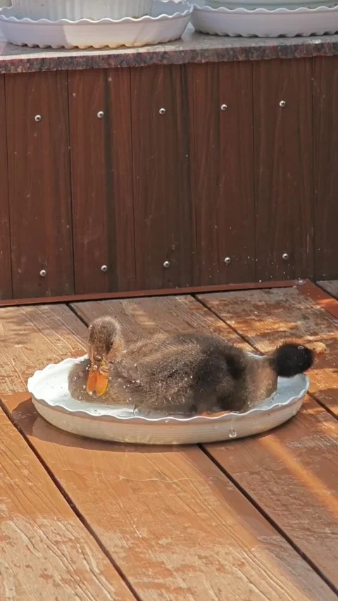 Two adorable ducklings resting together in a shallow water dish Vidéo 335248127