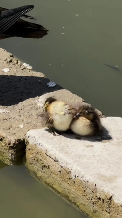 Two adorable fluffy ducklings resting together on a stone ledge by the water Vídeos de archivo 334268953