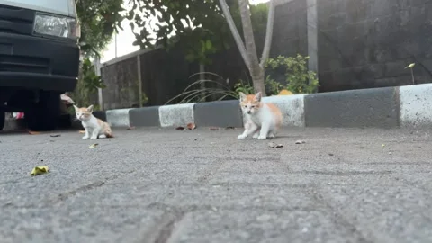 Two adorable ginger and white kittens on an urban sidewalk Video stock 312586452
