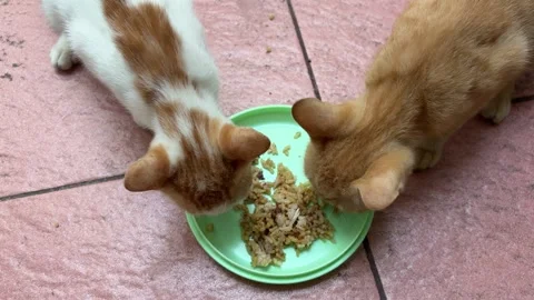 Two adorable ginger and white cats intently sharing a meal Stock Footage 312586994