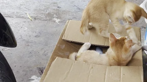 Two Adorable Ginger Kittens Playing and Wrestling in a Cardboard Box Stock Footage 328714015