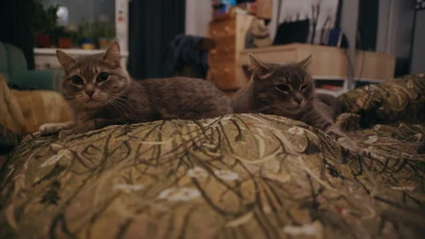 Two Adorable Gray Cats Resting on Comfortable Sofa Stock Footage 344692260