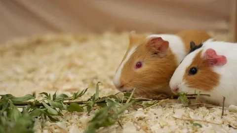 Two adorable guinea pigs eating greenery together Stock Footage 337032510