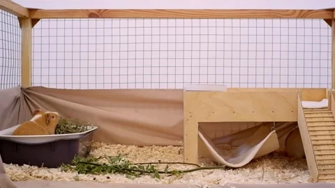 Two adorable guinea pigs playing and eating in a cage Stock Footage 337032938