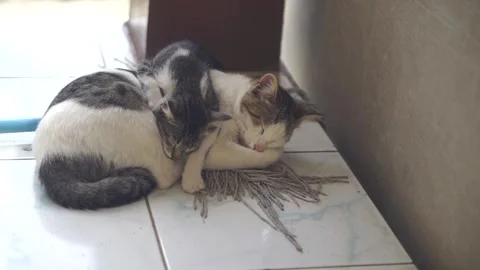 Two adorable kittens are fast asleep, cuddled up together on an old mop cloth Stock Footage 337942382