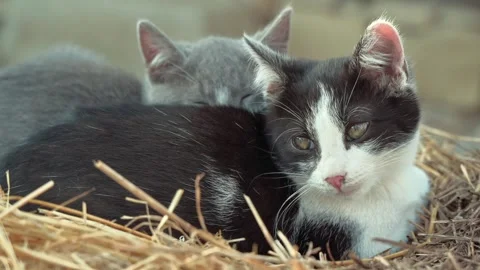 Two adorable kittens huddle together for warmth in dry straw bedding outdoors Stock Footage 339768953