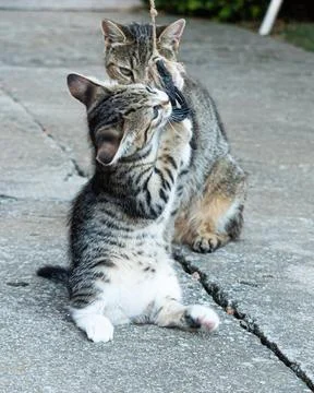 Two adorable kittens playing Stock Photos