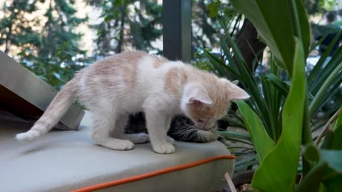 Two Adorable Kittens Posing Outdoors.. Stock Footage 318001355