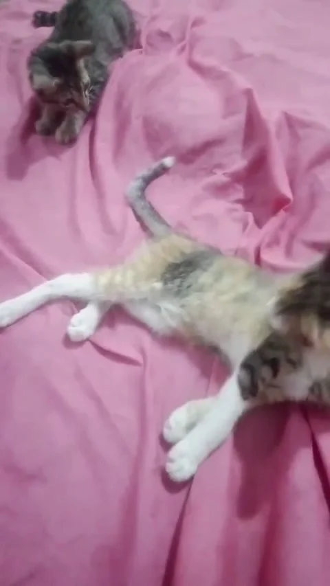 Two adorable kittens resting on a soft pink blanket, Stock Footage 344786697