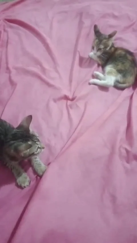 Two adorable kittens resting on a soft pink blanket, Stock Footage 344786712