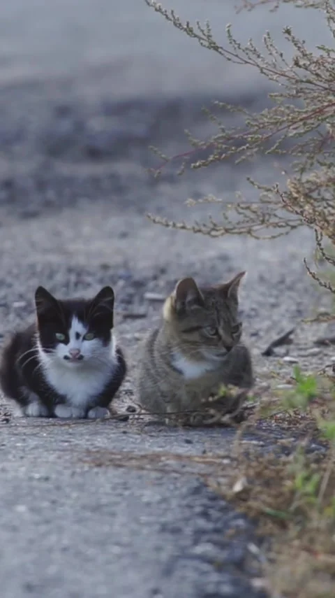Two adorable kittens sitting together on a gravel path outdoors Stockbeeldmateriaal 335249381