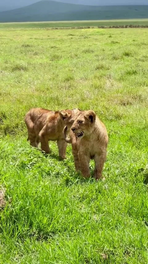 Two adorable lion cubs walking through the lush green grass of the african Vidéo 334353416