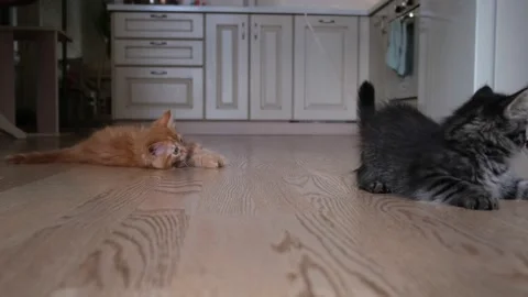 Two adorable little kittens playful Stock Video Pond5