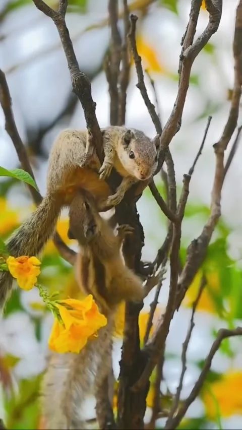Two adorable palm squirrels climbing on a tree branch with yellow flowers Stockbeeldmateriaal 334269396
