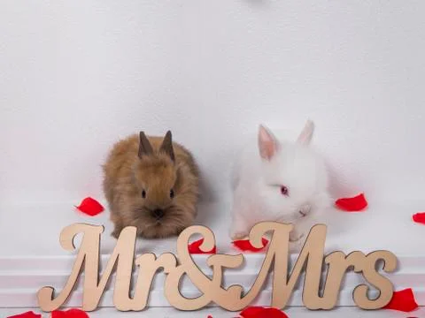 Two adorable rabbit on a white background Stock Photos