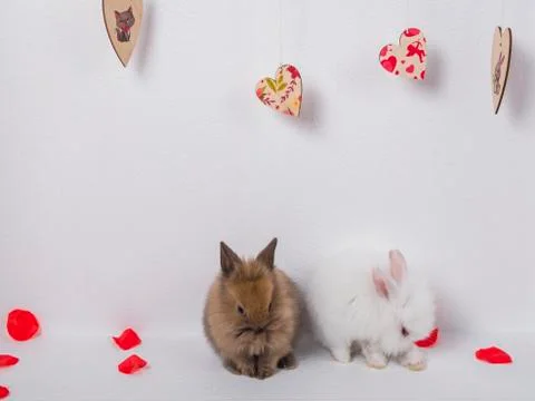 Two adorable rabbit on a white background Stock Photos