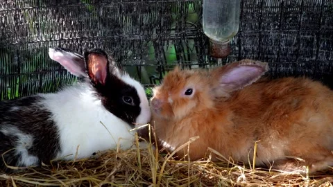 Two adorable rabbits sitting side by side Stock Footage 330761671