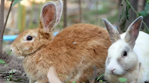 Two adorable rabbits sleeps on the ground in the backyard. Easter bunny. Stock Footage 147835009