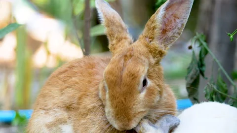 Two adorable rabbits sleeps on the ground in the backyard. Easter bunny. Stock Footage 147836077