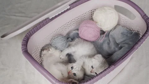 Two adorable scottish fold kittens playing together inside white laundry ba.. Vídeos de archivo 334639326