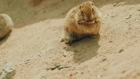 Two adorable small animals are seen playing in a sunlit, sandy area. Their Vídeos de archivo 312465012