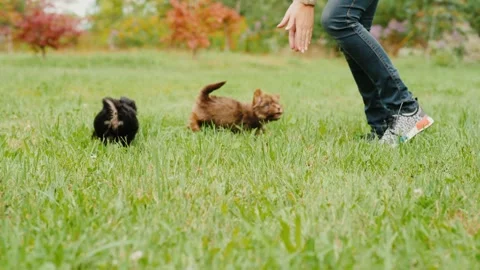 Two adorable small puppies playing with owner on green grass field during a.. Vídeos de archivo 334698416