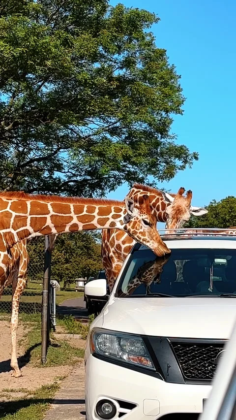 Two adorable spotted giraffes stand at white car. Beautiful animal licks the Stock-Footage 327079359