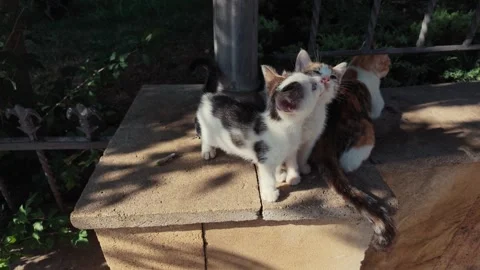 Two adorable stray kittens standing on a stone wall and looking up Stock Footage 344901387