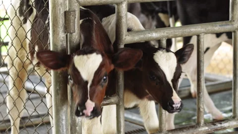 Two adorable young dairy calves standing behind metal fence in barn pen close up Video stock 343201417