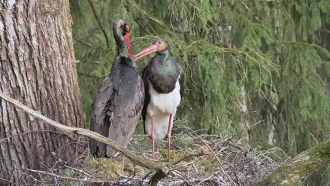 Two adult black storks, ciconia nigra, in the nest. Show love to each other. Stock Footage 204871153
