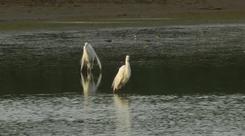 Two adult egrets standing in marsh water Stock Footage 11199130