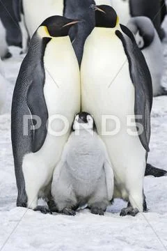 Two Adult Emperor Penguins And A Baby Chick Nestling Between Them.