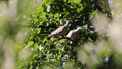 Two adult Eurasian Collared Doves on tree branch Vidéo 118023181