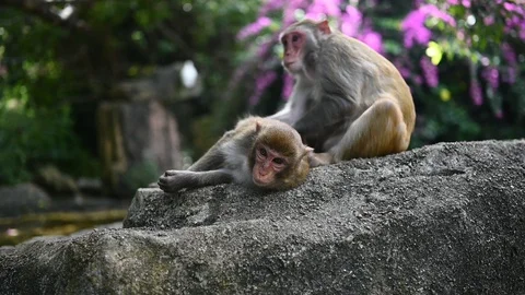 Two adult red face monkeys Rhesus macaque grooming each other in tropical park Stock Footage 127881817