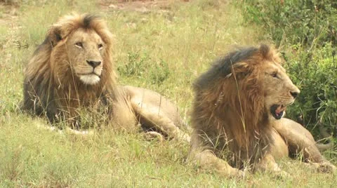 Two adults lions Stock Footage 22261050
