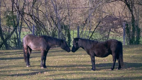 Two Affectionate Black Horses Nuzzling Together Stock Footage 234929859