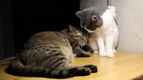 Two affectionate cats enjoying a tender grooming moment Stock Footage 293837951