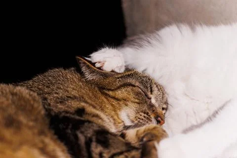 Two affectionate cats, a tabby and a gray-and-white feline, enjoying a tend.. Foto stock