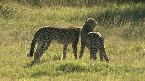Two affectionate cheetahs in the wild. Stock Footage 11342004