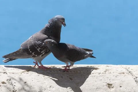 Two affectionate pigeons on a stone wall Stock Photos