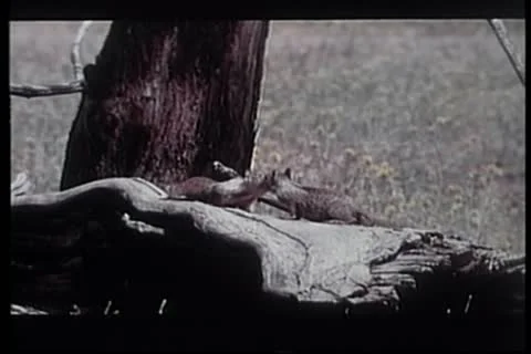 Two affectionate squirrels playing in wilderness Vídeos de archivo 11354837