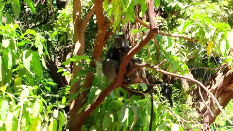 Two African Blue Monkeys with long tail on lush tree branch looking for Stock-Footage 230127716