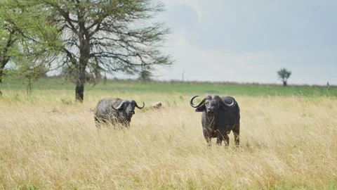 Two African buffalo animals looking at camera in the wild in Africa safari Stock Footage 304174044