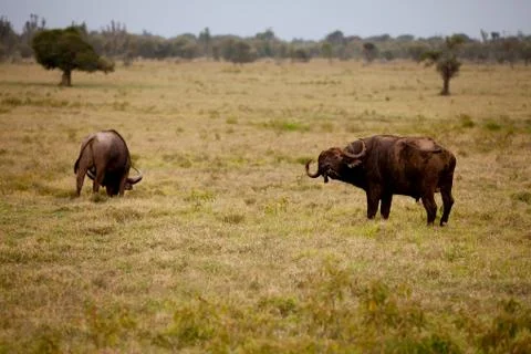 Two african buffalo Foto stock