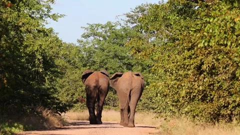 Two african bull elephants walking down the road Stock Footage 153886973