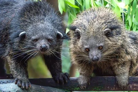Two African Civets Looking Forward, Close-Up Portrait Stock Photos
