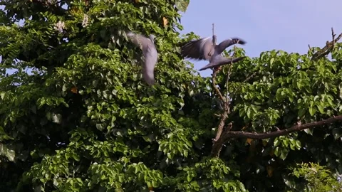 Two African Collared Doves fighting for its place on a higher branch of a tree Stock Footage 130590858